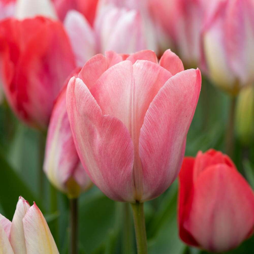 Tulpanen 'Mystic van Eijk'